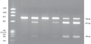 MUTASJONSBASERT RESISTENS (2) Flere kopier av 23S rrna genet 4 i E. faecalis 6 i E. faecium 5 eller 6 i S. aureus 4 i S.