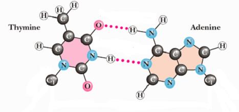 ydrogenbindinger DNA holdes sammen