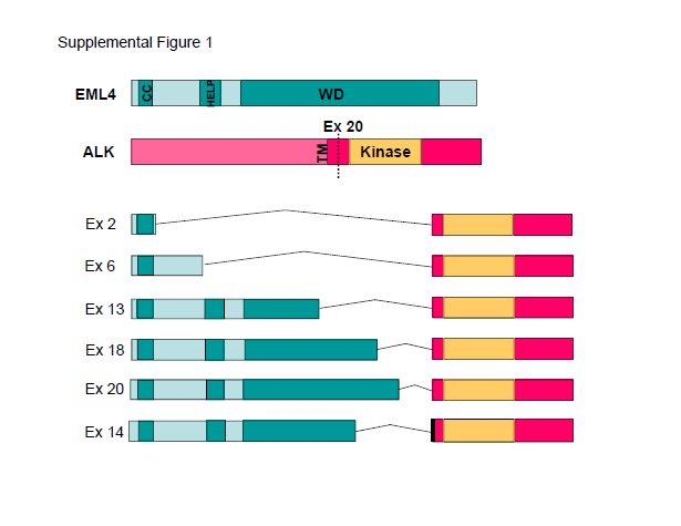 ALK gen rearrangering ved NSCLC - ALK (anaplastic lymphoma kinase) genet translokert til (vanligvis) EML4 (echinoderm