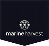 Marine Harvest 250 Performance - last 5 years Company description Marine Harvest is one of the largest seafood companies in the world, and the world s largest producer of Atlantic salmon.