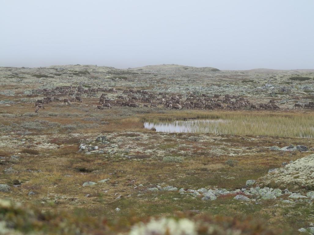 Det var imidlertid lite jakt i disse nordre områdene da det er mange år siden sist det var dyr her i jakta og jegerne i stor grad har mistet tradisjonen med