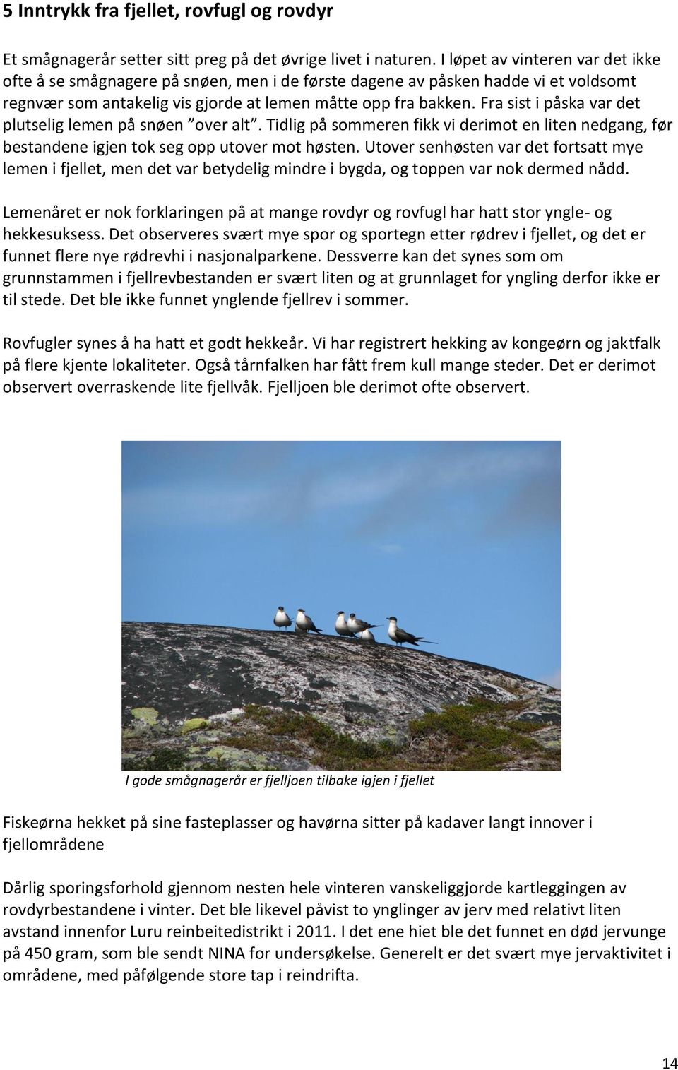 Fra sist i påska var det plutselig lemen på snøen over alt. Tidlig på sommeren fikk vi derimot en liten nedgang, før bestandene igjen tok seg opp utover mot høsten.