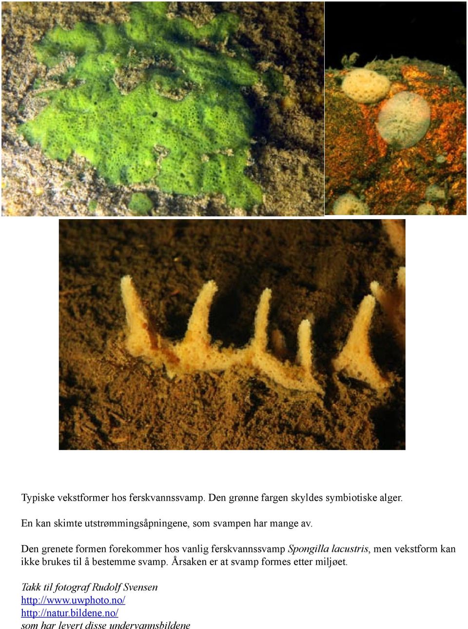 Den grenete formen forekommer hos vanlig ferskvannssvamp Spongilla lacustris, men vekstform kan ikke brukes