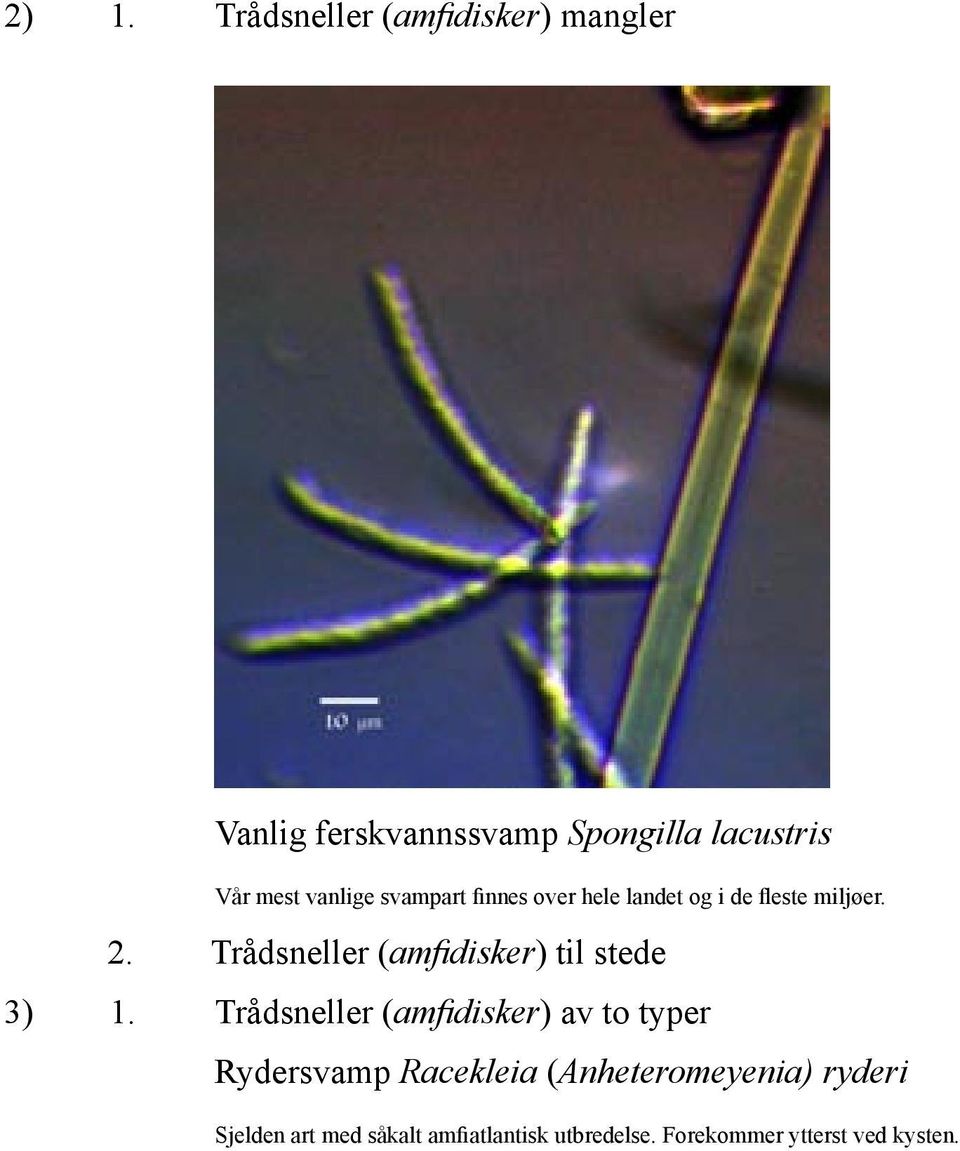 Trådsneller (amfidisker) til stede 3) 1.