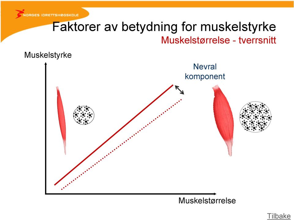 Muskelstørrelse - tverrsnitt