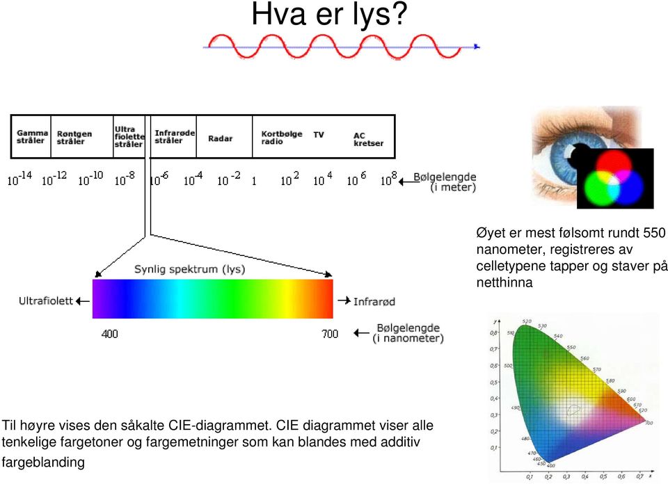 celletypene tapper og staver på netthinna Til høyre vises den