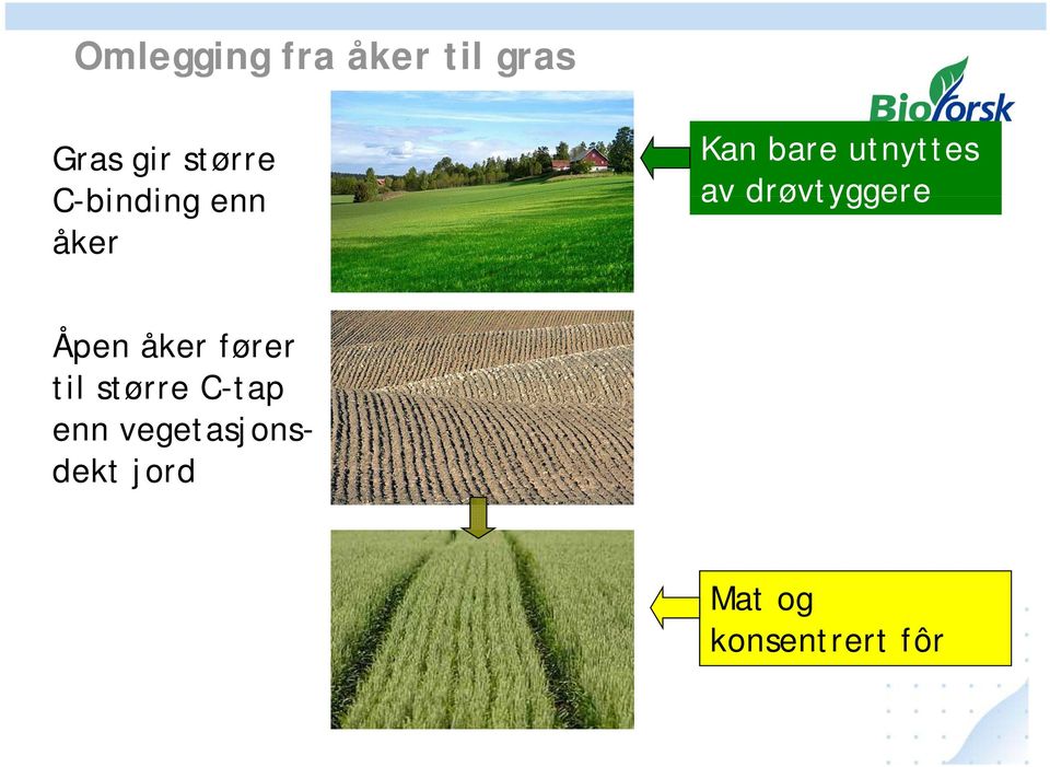 drøvtyggere Åpen åker fører til større C-tap