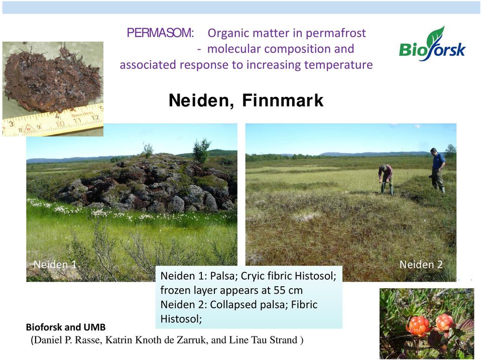 fibric Histosol; Neiden 2 frozen layer appears at 55 cm Neiden 2: Collapsed palsa;