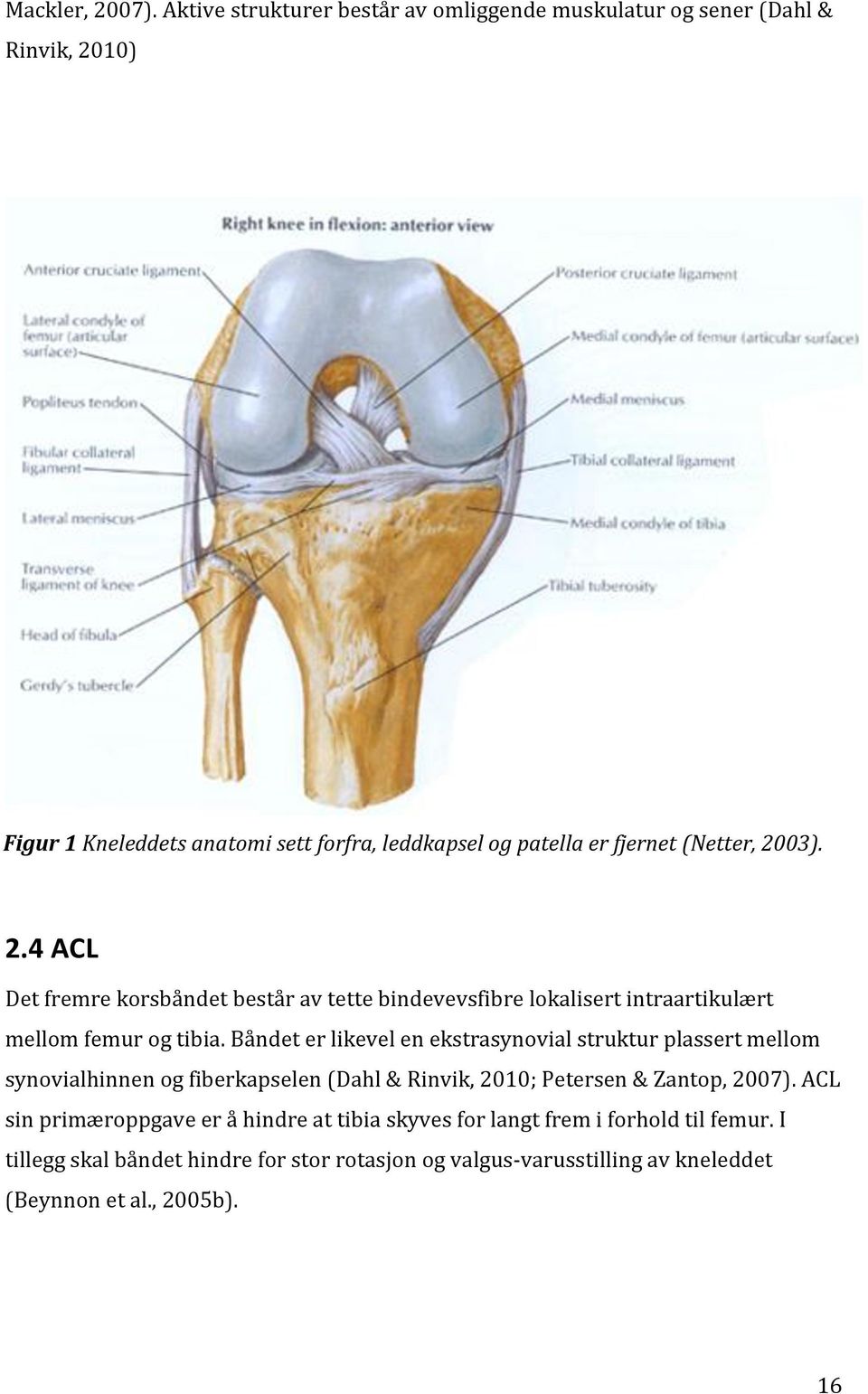 (Netter, 2003). 2.4 ACL Det fremre korsbåndet består av tette bindevevsfibre lokalisert intraartikulært mellom femur og tibia.