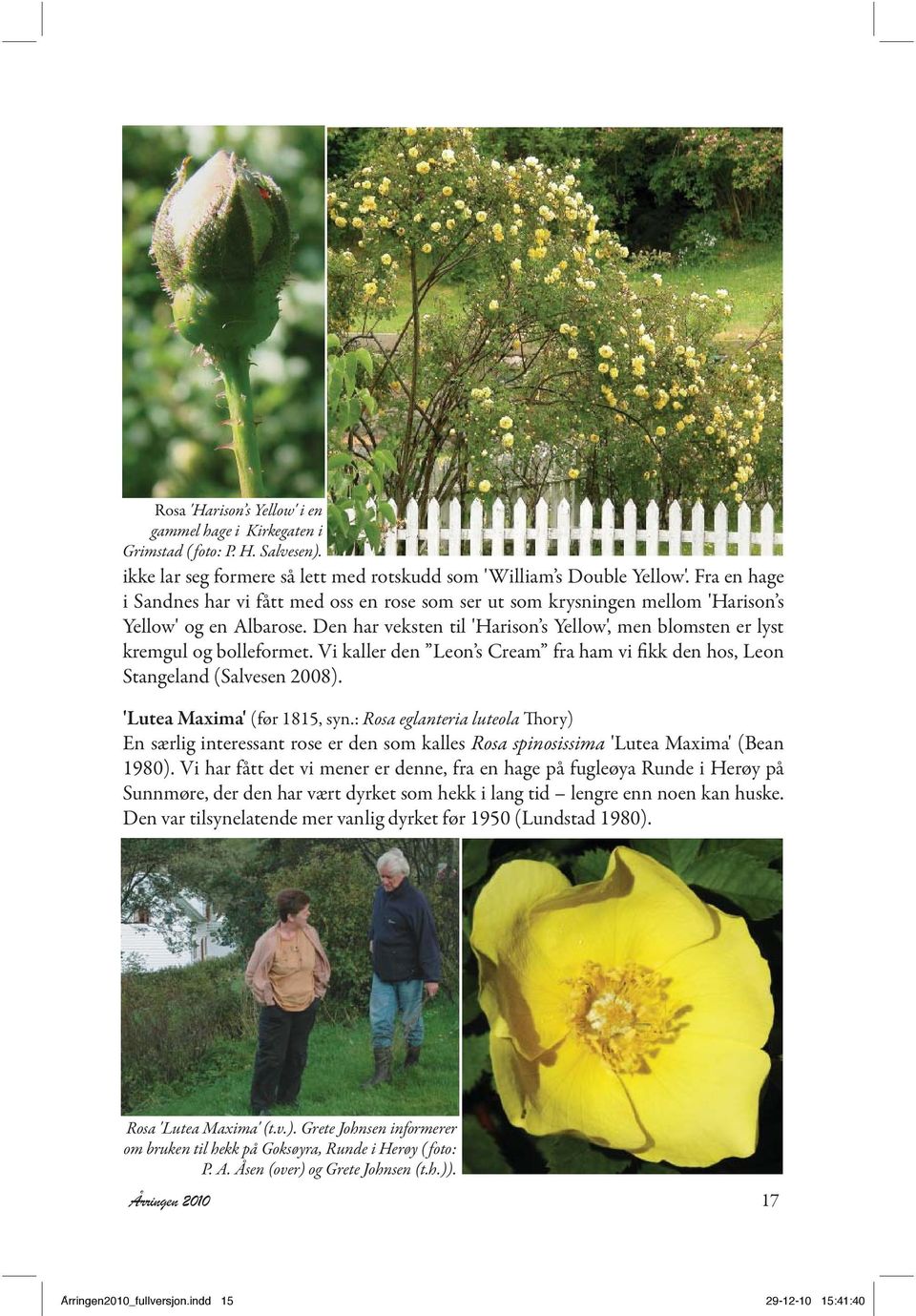 Den har veksten til 'Harison s Yellow', men blomsten er lyst kremgul og bolleformet. Vi kaller den Leon s Cream fra ham vi fikk den hos, Leon Stangeland (Salvesen 2008). 'Lutea Maxima' (før 1815, syn.