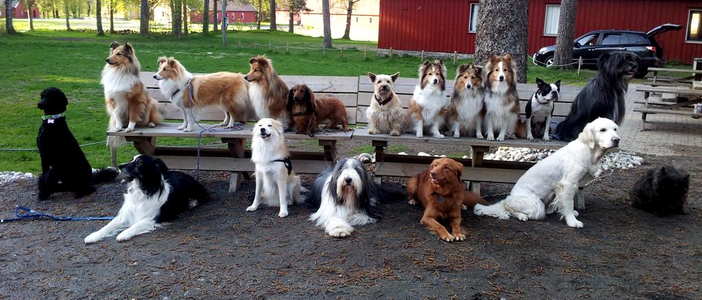 Fra 1990 har det vært bygd opp aktiviteter rundt lydighet og agility. Brukshundgruppa ble igjen aktiv i 1998. Arendal og Omegn Hundeklubb har i dag (november 2013) i underkant av 400 medlemmer.