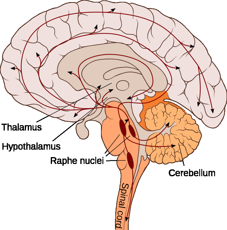 Bed nucleus of the stria terminalis Får glutamaterg input fra amygdala, efferenter