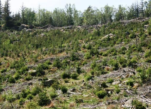 2012 Skogplantefelt FØR: Skogplantefelt var innmark, og ferdsel var forbudt så lenge plantene var lavere enn knehøyde. NÅ: Regnes som utmark.