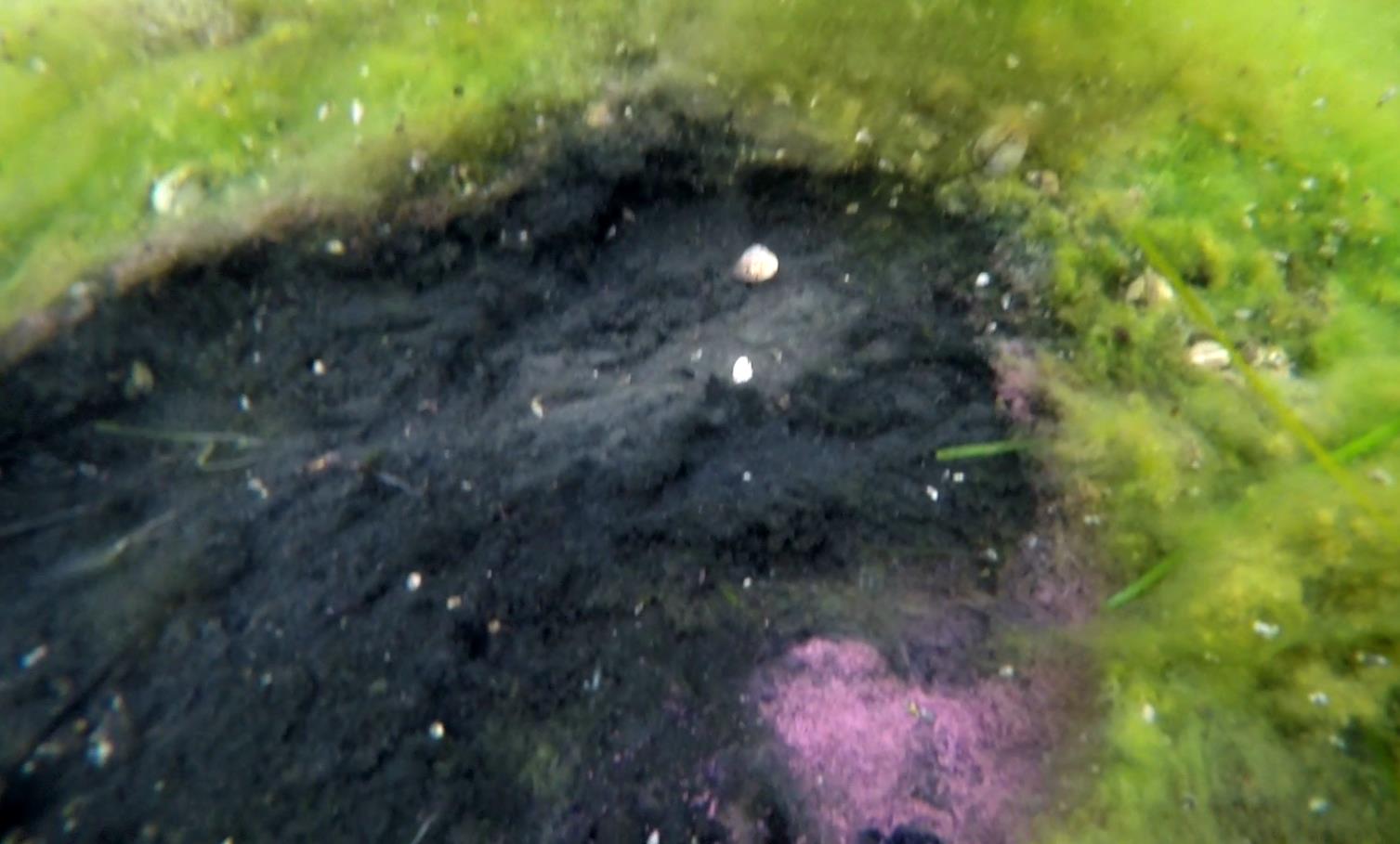 CO2 fylte "poser" med alger i forråtnelse.