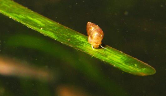 A og C i august, Tabell 2), og både frøplantene og Ruppia er høyere enn ålegrassbladene. Når trådalgene fester seg til disse, vil da ålegrasset bli fullstendig dekket av tette matter med alger.