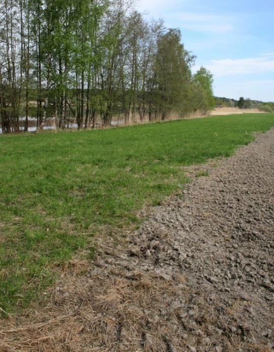 Grasdekte buffersoner Et av de viktige tiltakene er å etablere buffersoner (permanent grass og urter) mellom åker og vassdrag.