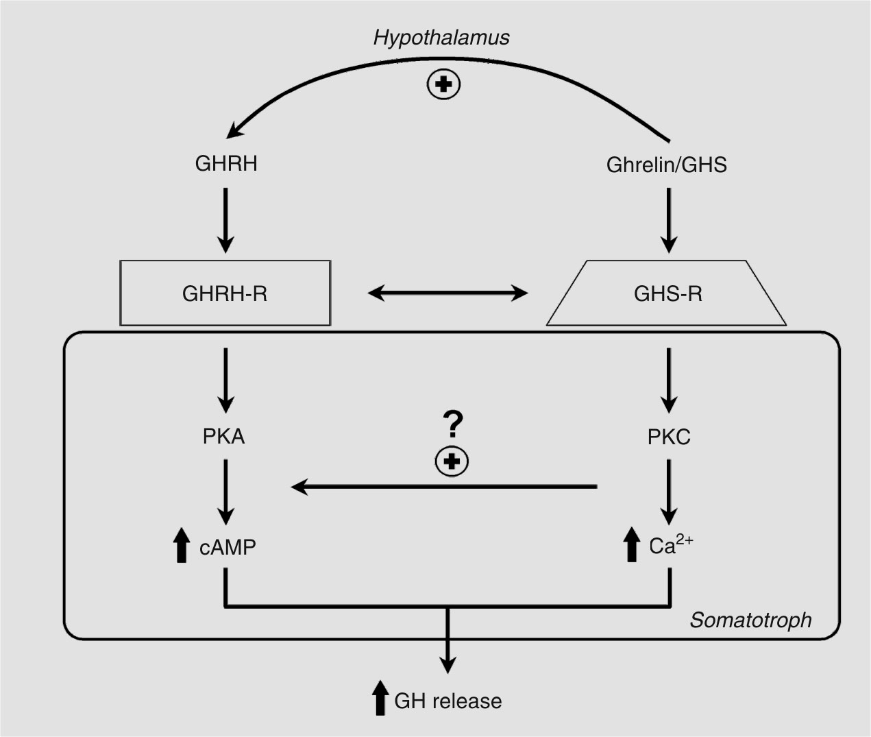 GHS frisetter veksthormon ved å binde seg til veksthormon frisettende-reseptor (GHS-R). GHS-R er blant annet lokalisert i hypotalamus (15). GHS og GHRH har vist å ha synergistisk effekt med hverandre.