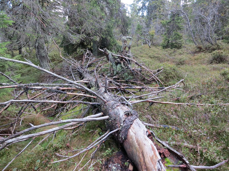 041510201 Budor N Viktig B Budor N 1 Foto: Øivind Gammelmo Det finnes død ved i flere forskjellige nedbrytningsstadier i lokaliteten. Lok. nr.