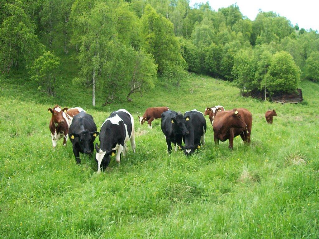 v. av fjøs, etableringstilskot til ny drift på nedlagt gardsbruk, landbruksveg m.m. Det er utval for landbruks-, utmarks- og miljøsaker (LUM) som forvaltar fondet.