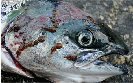 B a c k g ro u n d L a k s e l u s er en parasitt som plager laksen Ikke bra for laksens helse Ikke bra for økonomien til oppdrettsnæringen Ikke bra for ville laksefisk Rensefisk Foto: