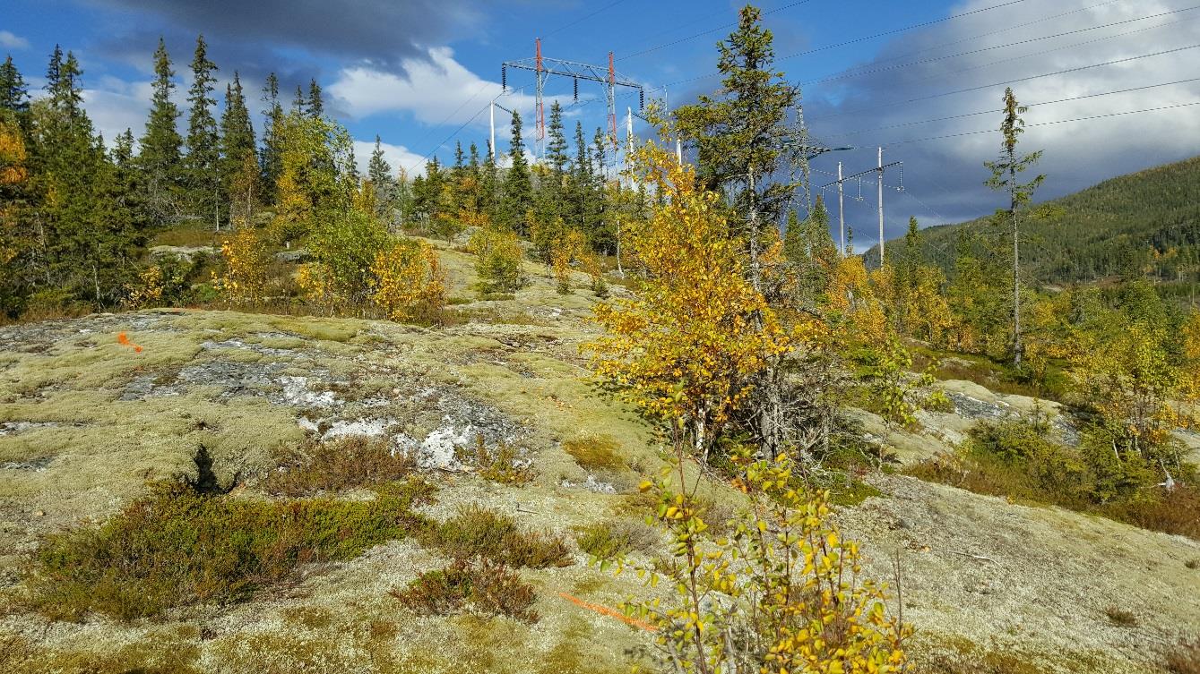 Figur 1: Terreng opp mot bakketopp på Trofors. Eksisterende master på toppen, mulig ny vegtrasé markert med oransje. 1.2.