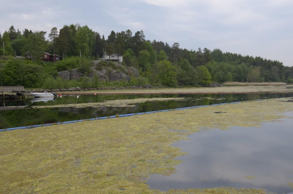 Figur 44: Opptak av grønnalger, sommeren 2014 (foto IVIV/ Gustav E Piene). "Slikken" tok i 2014 tok opp 936 tonn grønnalger.