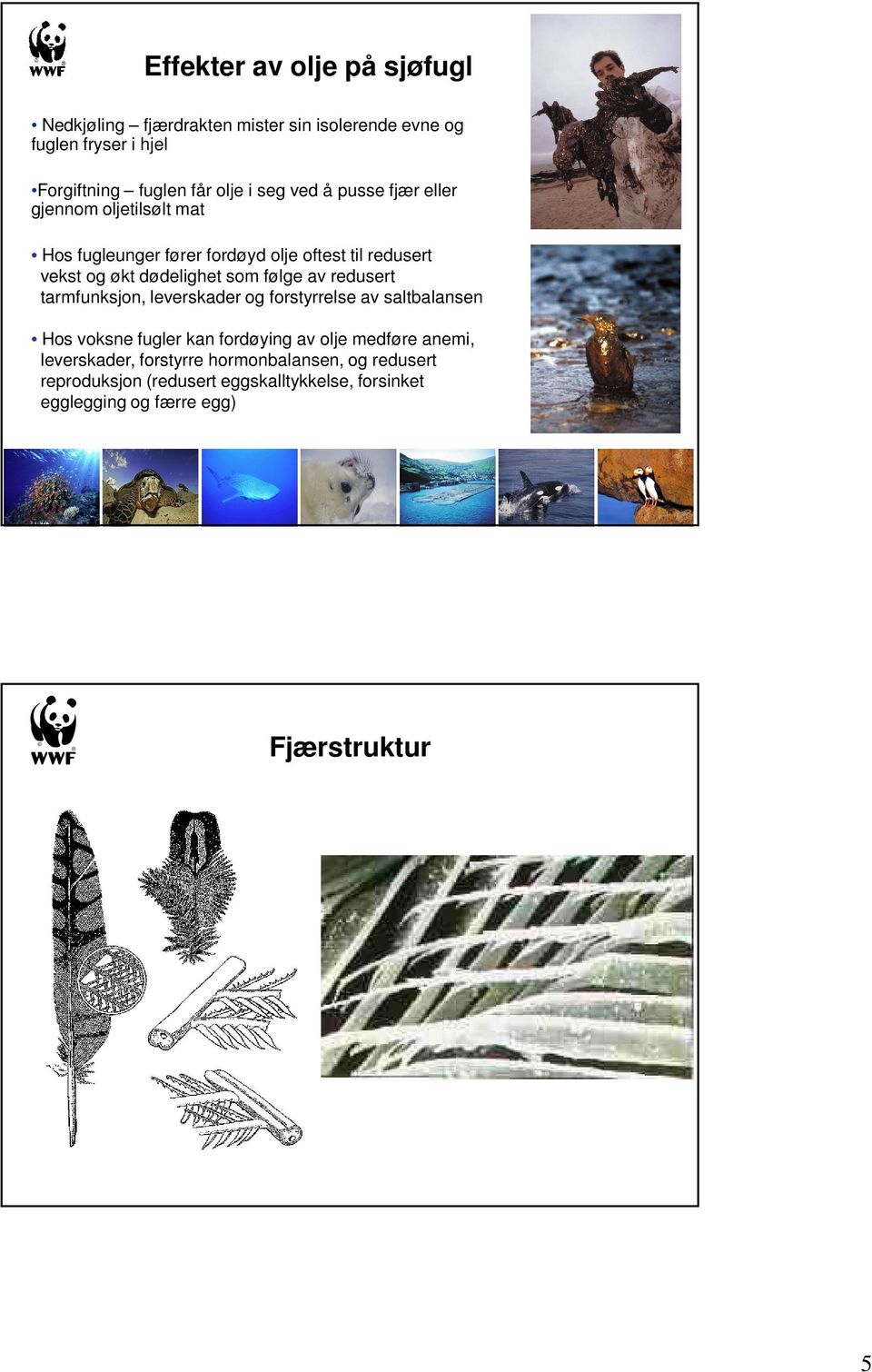 følge av redusert tarmfunksjon, leverskader og forstyrrelse av saltbalansen Hos voksne fugler kan fordøying av olje medføre anemi,