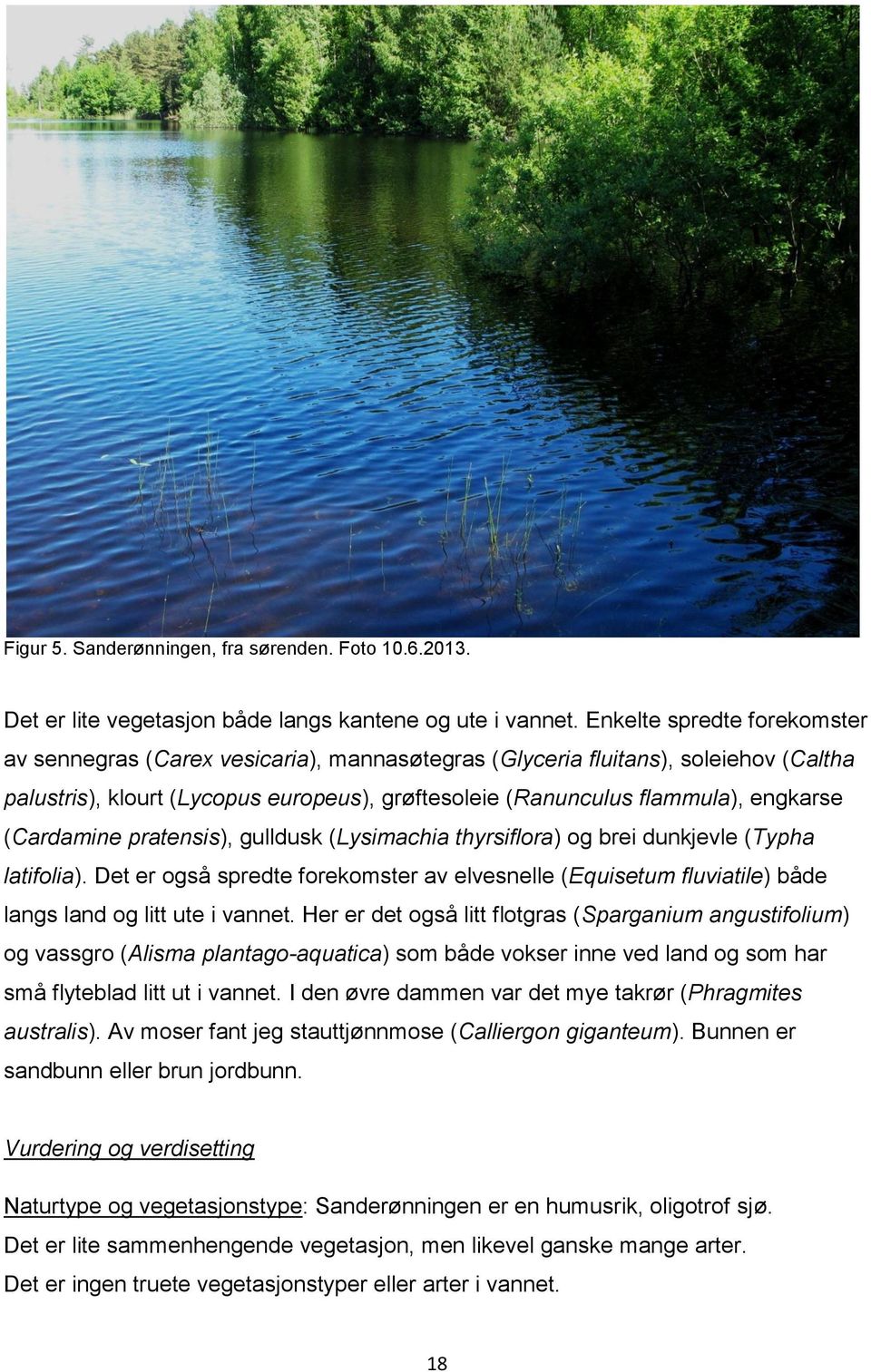(Cardamine pratensis), gulldusk (Lysimachia thyrsiflora) og brei dunkjevle (Typha latifolia). Det er også spredte forekomster av elvesnelle (Equisetum fluviatile) både langs land og litt ute i vannet.