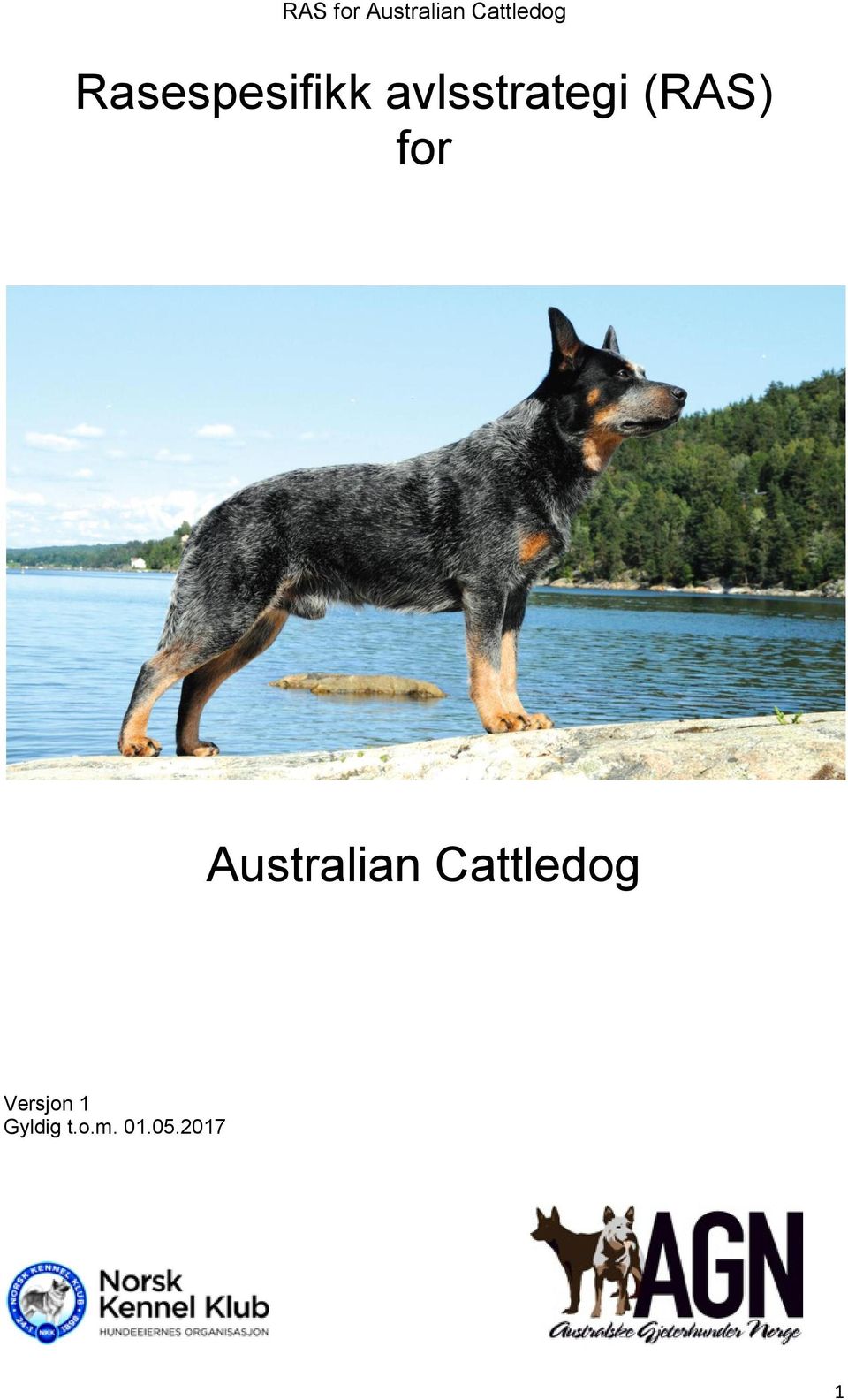 Australian Cattledog