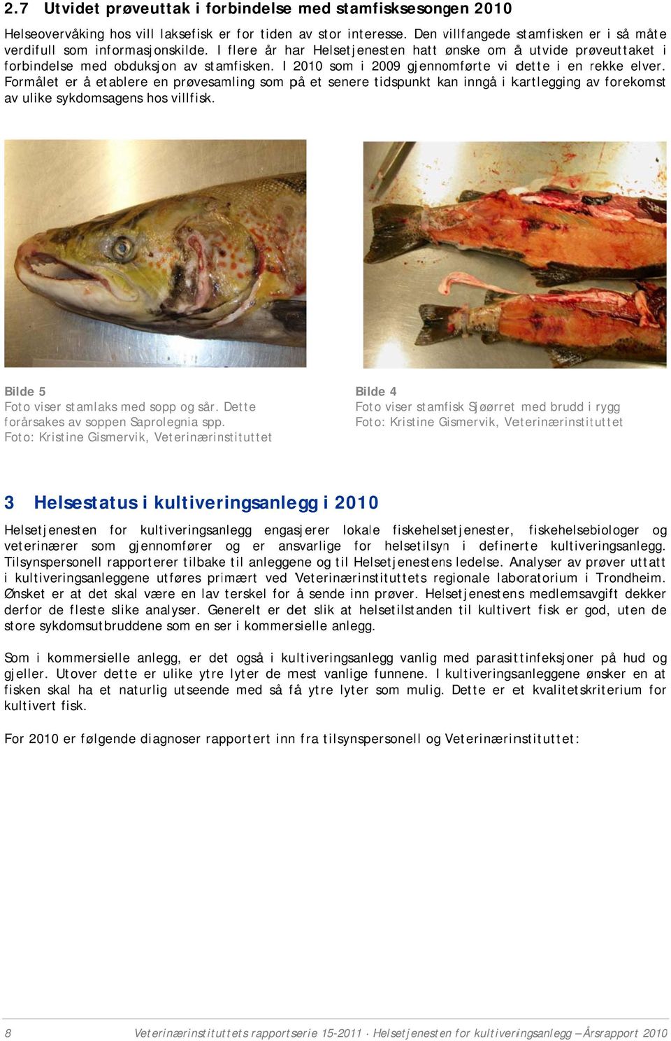 I 2010 som i 2009 gjennomførte vi dette i en rekke r elver. Formålet er å etablere en prøvesamling som på et senere tidspunkt kan inngå i kartlegging av forekomst av ulike sykdomsagens hos villfisk.