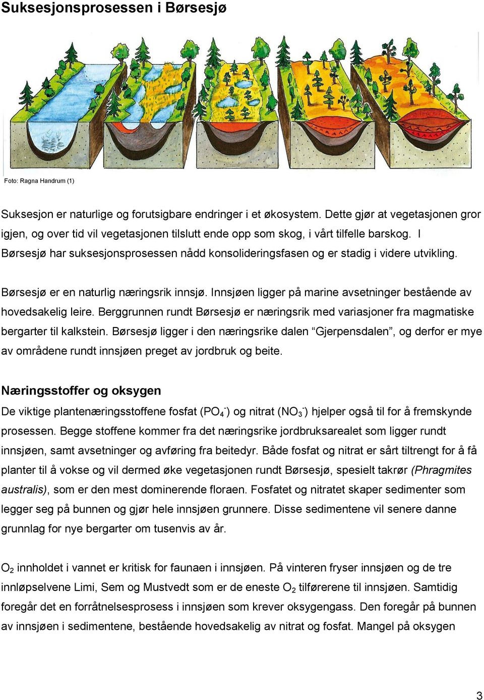 I Børsesjø har suksesjonsprosessen nådd konsolideringsfasen og er stadig i videre utvikling. Børsesjø er en naturlig næringsrik innsjø.