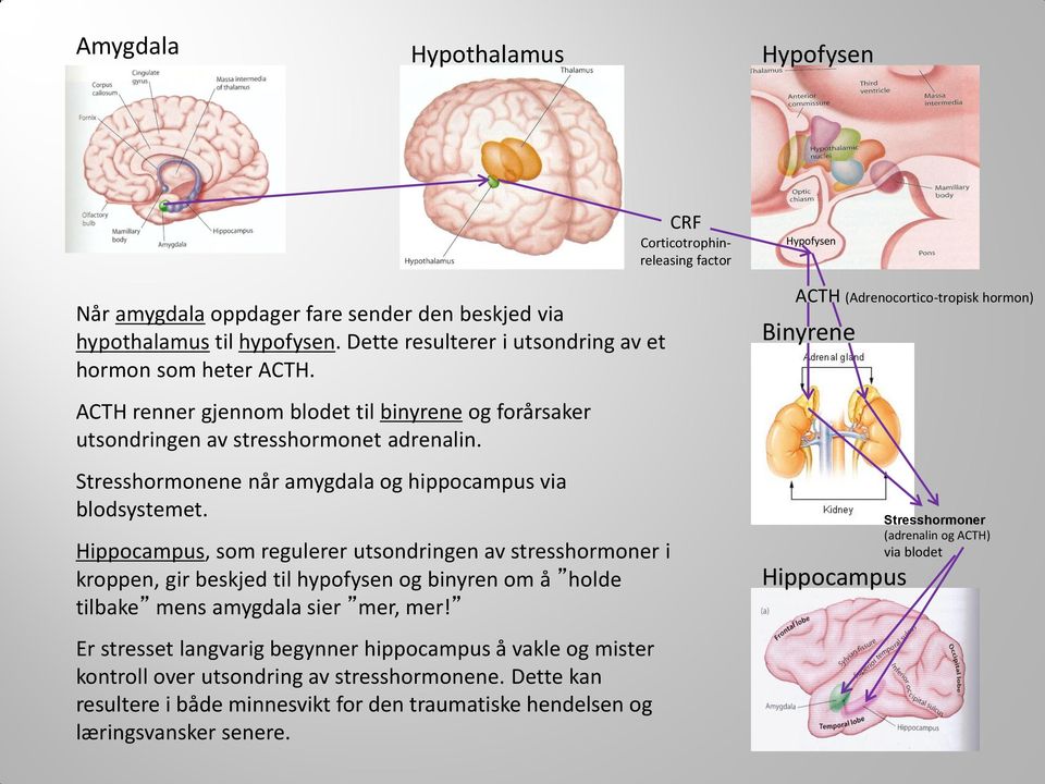 Stresshormonene når amygdala og hippocampus via blodsystemet.