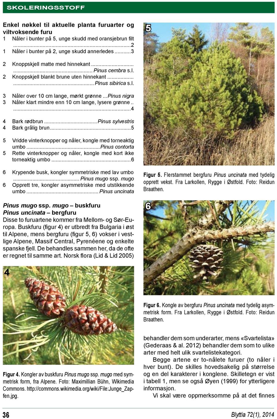 ..pinus nigra 3 Nåler klart mindre enn 10 cm lange, lysere grønne......4 4 Bark rødbrun... Pinus sylvestris 4 Bark grålig brun...5 5 Vridde vinterknopper og nåler, kongle med torneaktig umbo.