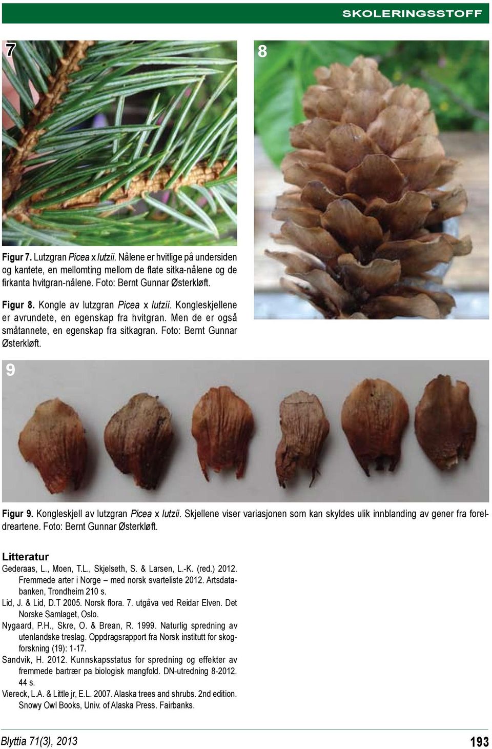 Kongleskjell av lutzgran Picea x lutzii. Skjellene viser variasjonen som kan skyldes ulik innblanding av gener fra foreldreartene. Foto: Bernt Gunnar Østerkløft. Litteratur Gederaas, L., Moen, T.L., Skjelseth, S.