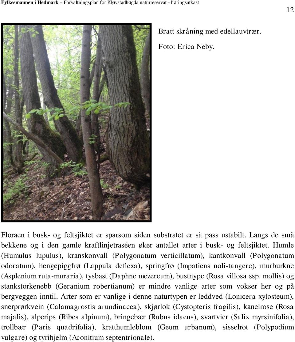 Humle (Humulus lupulus), kranskonvall (Polygonatum verticillatum), kantkonvall (Polygonatum odoratum), hengepiggfrø (Lappula deflexa), springfrø (Impatiens noli-tangere), murburkne (Asplenium