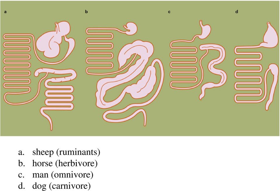 horse (herbivore) c.