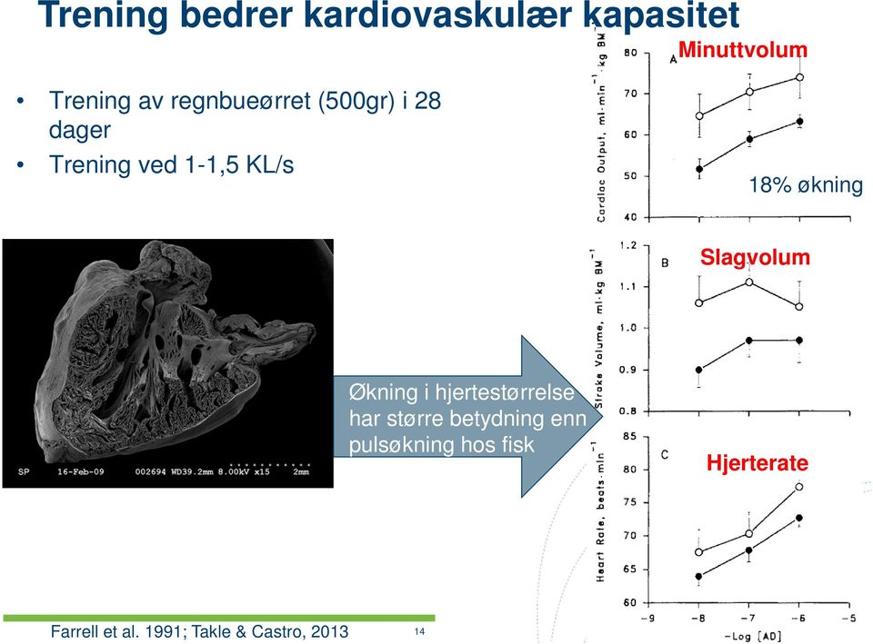 Slagvolum Økning i hjertestørrelse har større betydning enn