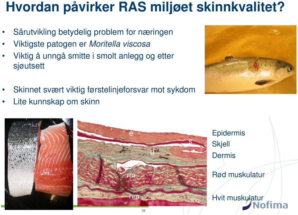 viscosa Viktig å unngå smitte i smolt anlegg og etter sjøutsett Skinnet svært