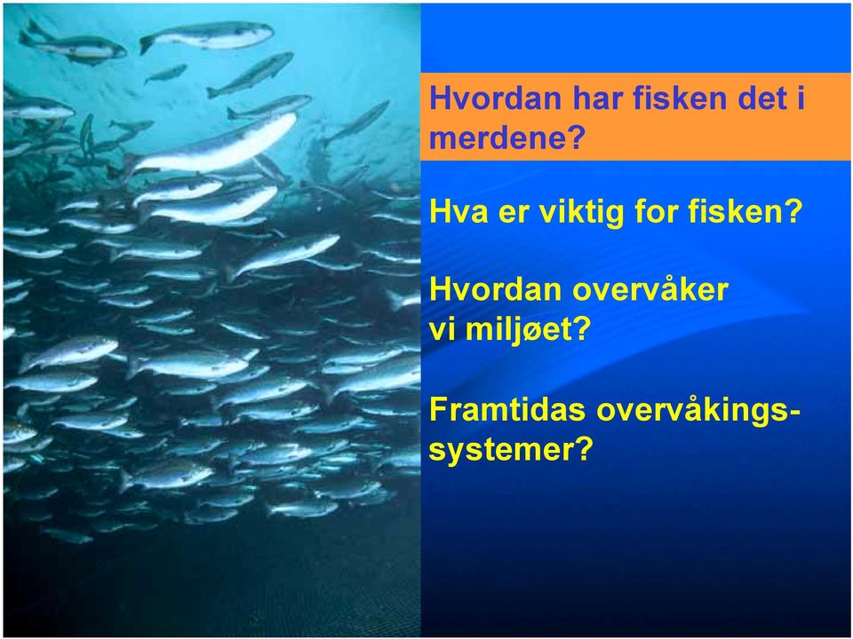 Hva er viktig for fisken?