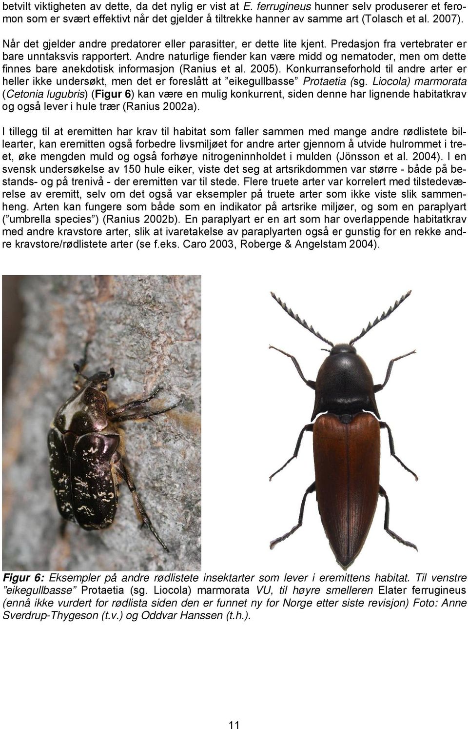 Andre naturlige fiender kan være midd og nematoder, men om dette finnes bare anekdotisk informasjon (Ranius et al. 2005).