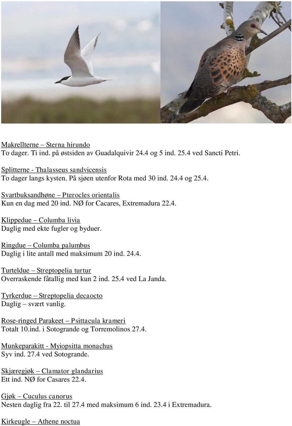 Ringdue Columba palumbus Daglig i lite antall med maksimum 20 ind. 24.4. Turteldue Streptopelia turtur Overraskende fåtallig med kun 2 ind. 25.4 ved La Janda.