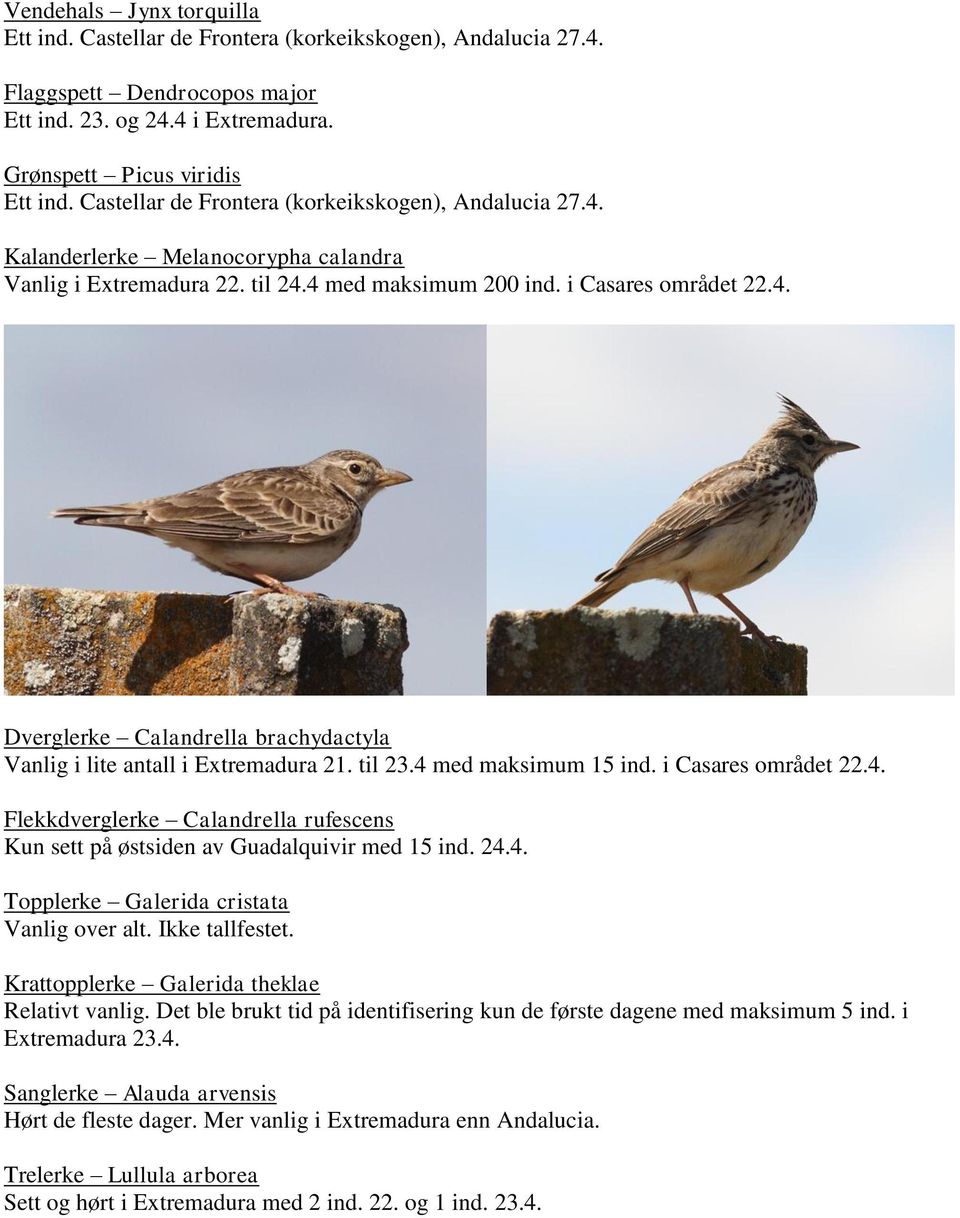 til 23.4 med maksimum 15 ind. i Casares området 22.4. Flekkdverglerke Calandrella rufescens Kun sett på østsiden av Guadalquivir med 15 ind. 24.4. Topplerke Galerida cristata Vanlig over alt.
