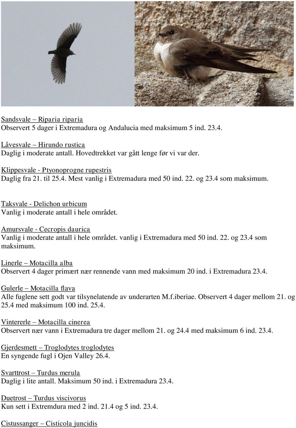 Amursvale - Cecropis daurica Vanlig i moderate antall i hele området. vanlig i Extremadura med 50 ind. 22. og 23.4 som maksimum.