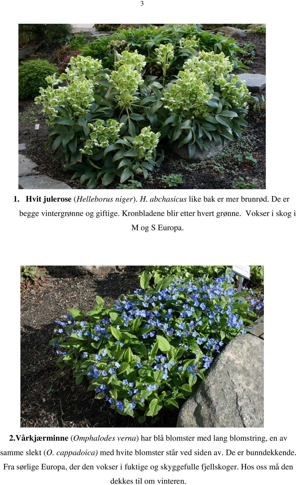 Vårkjærminne (Omphalodes verna) har blå blomster med lang blomstring, en av samme slekt (O.
