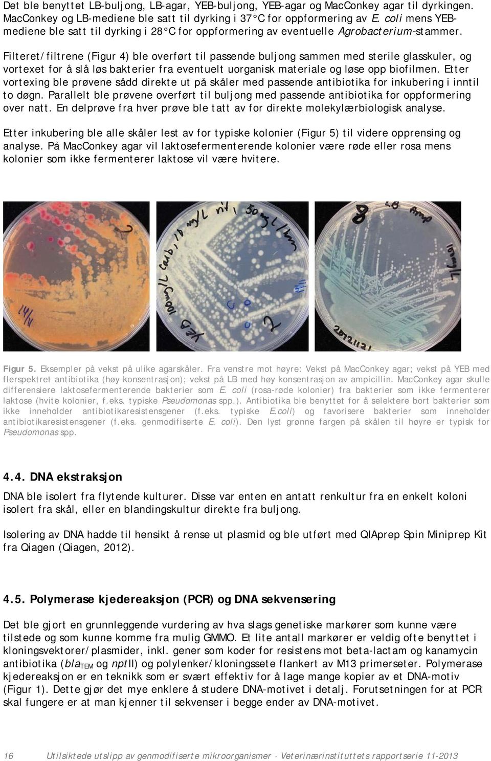 Filteret/filtrene (Figur 4) ble overført til passende buljong sammen med sterile glasskuler, og vortexet for å slå løs bakterier fra eventuelt uorganisk materiale og løse opp biofilmen.