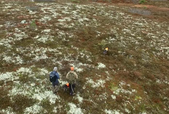 UNDER TAKSERING Et takseringslag består av linjefører/e og hundefører/e og hunder som underveis må fordele arbeidsoppgavene.