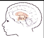 sanser) - limbiske system (emosjoner: bl.a. amygdala, hippocampus) - cortex (kognisjon) tenke sanse