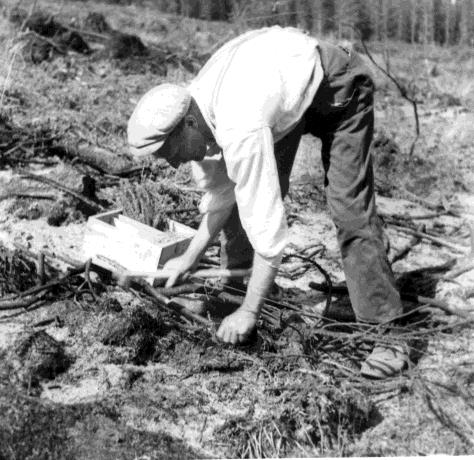 Utvikling i stående volum med alder Planteavstandsforsøk Plantet 1958 Vardal, Gjøvik Kvaalen, H. 2016.