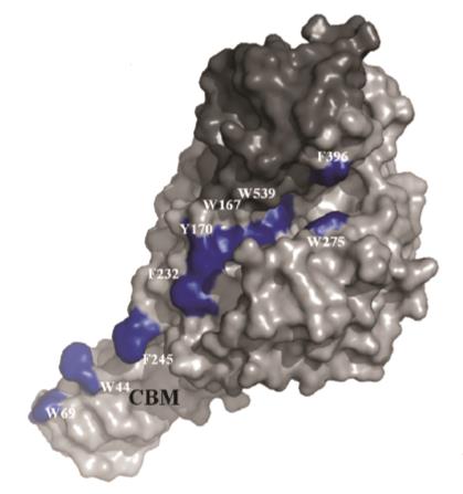 Figur 4-2 Illustrer de seks subsetene i det aktive setet til HCHT, der tryptofanresiduene er merket av. 4.1.2 Residuanalyse i ChiA og ChiB ChiA og ChiB er prosessive enzymer.