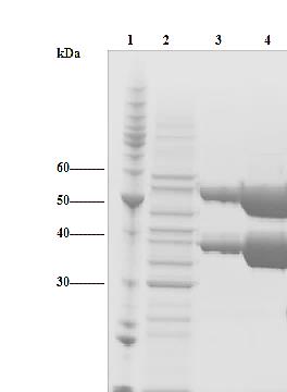 4. Resultater Figur 4.5.2. Kromatogram (til venstre) og utsnitt av en SDS-PAGE gel (til høyre) for rensing av his-tagget ChiC- E141Q med nikkelkolonne.